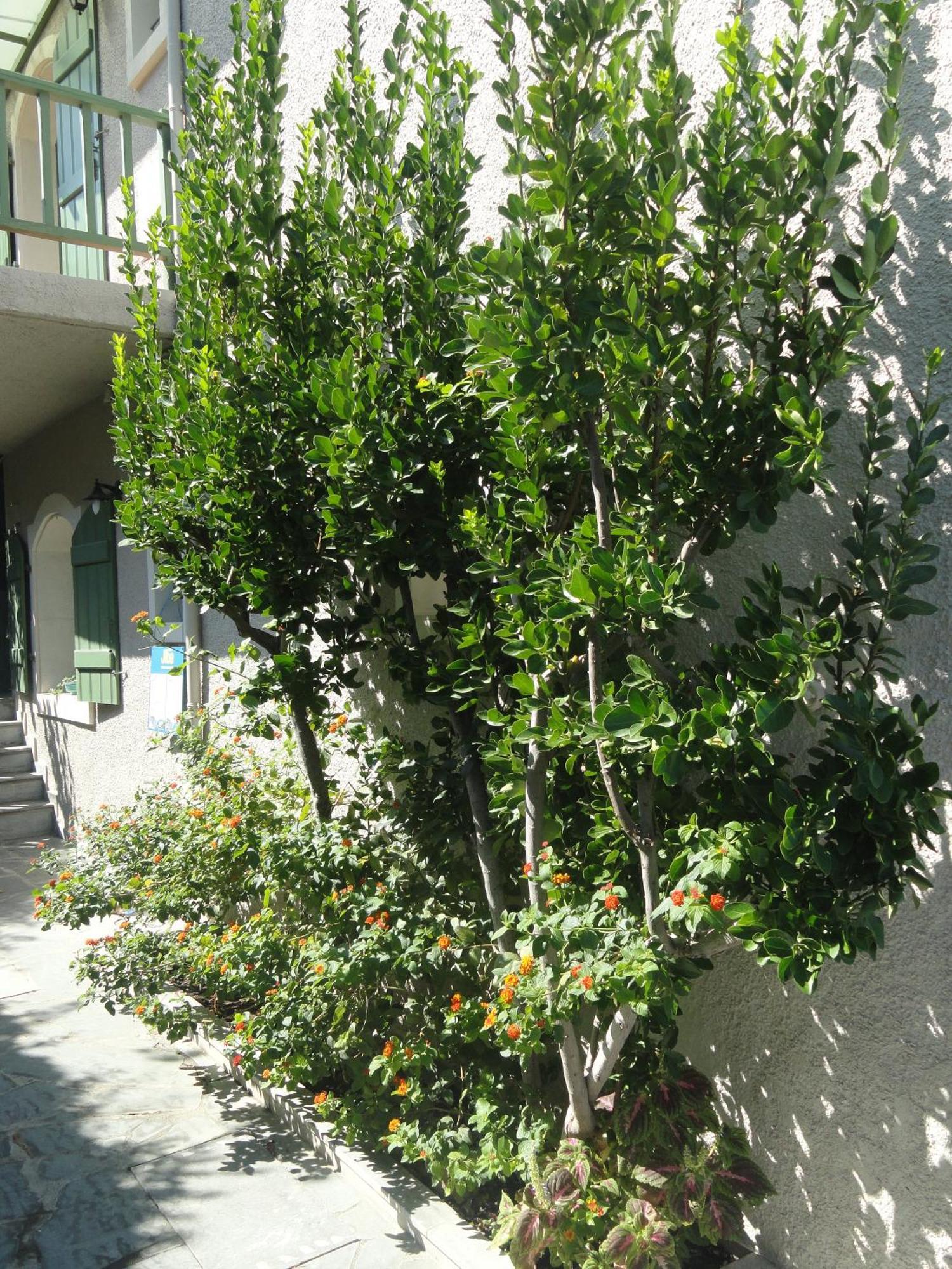 Bellevue Apartments Сития Екстериор снимка